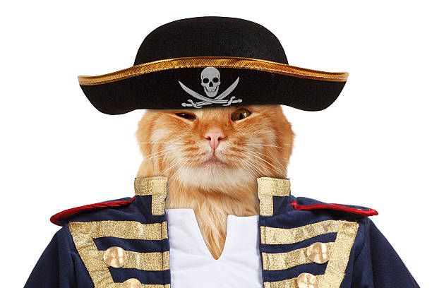istock Funny cat is dressing in caribbean pirate costume. 588981804
