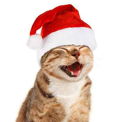 Funny cat in Santa Claus xmas red hat on white background