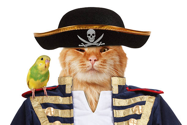 istock Funny cat is dressing in caribbean pirate costume. 588982006