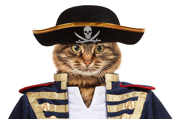 istock Funny cat is dressing in caribbean pirate costume. 588982042