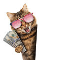 Funny cat, currency exchange. Business scene.