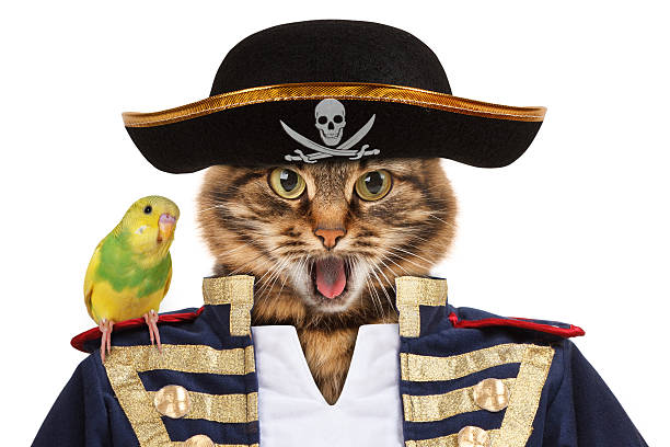 istock Funny cat is dressing in caribbean pirate costume. 588982134