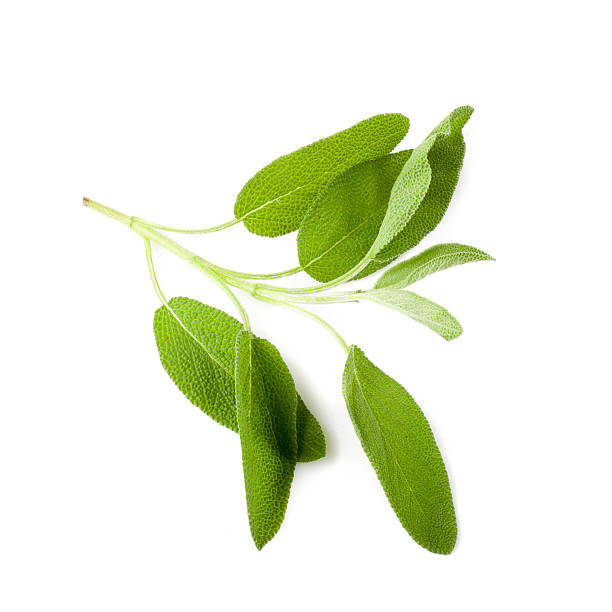 istock sage leaves isolated on white background 588982484