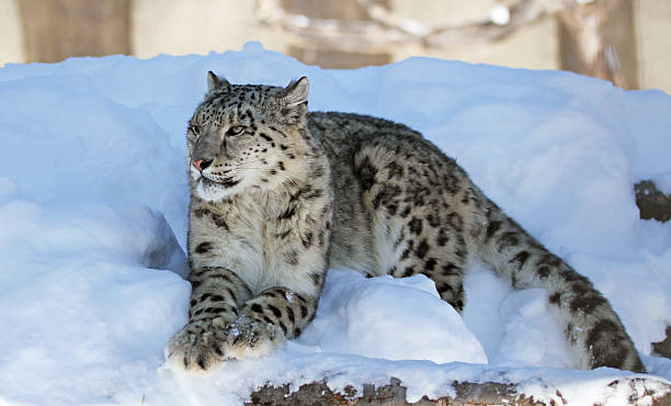 スノーレオパード - snow leopard leopard animal snow ストックフォトと画像