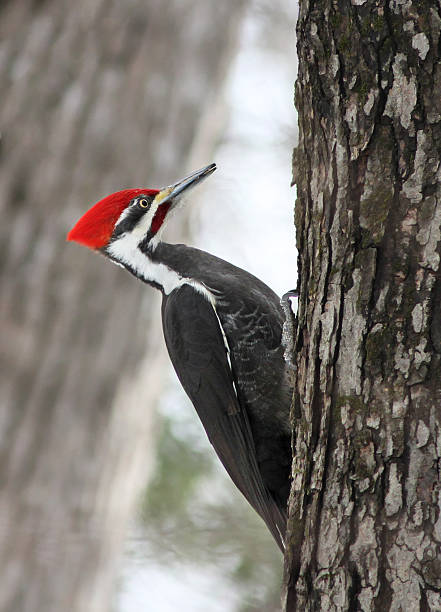 istock Male Pileated woodpecker 588985182