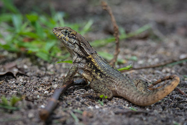 Curlytail Lizard Curlytail lizard close-up northern curly tailed lizard leiocephalus carinatus stock pictures, royalty-free photos & images