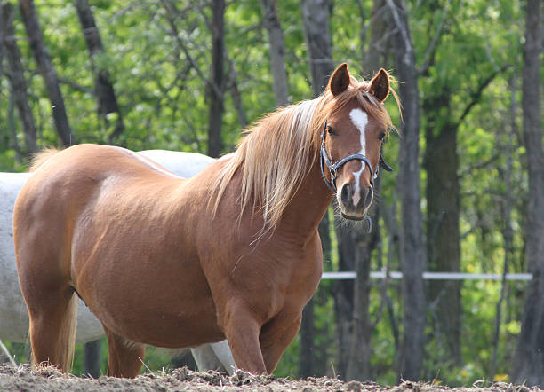 istock Pure bred Arabian horse 588985696