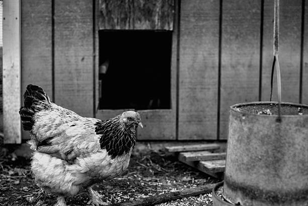 istock Chicken in front of coop 588985934
