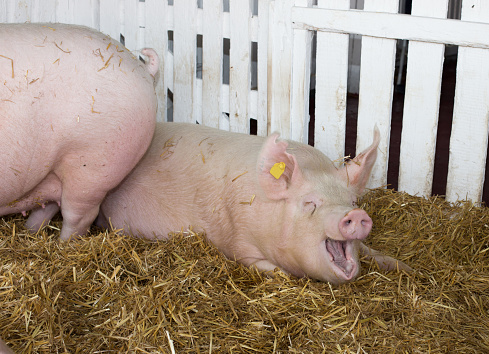 Funny Large white swine (Yorkshire pig) lying on straw in pen with white wooden fence in background