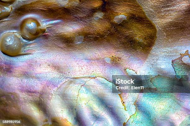 Seashell Stock Photo - Download Image Now - Mother of Pearl, Pearl Jewelry, Abalone