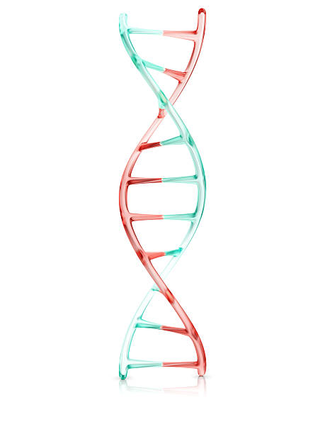 ヒトdna分子の断片、3dの図 - dna helix helix model red ストックフォトと画像