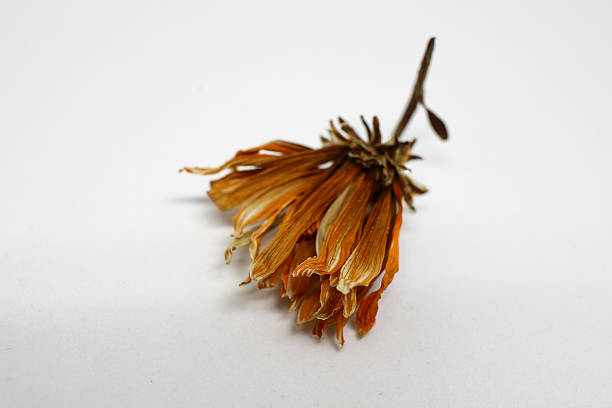 Close up of the blossom of a lone dried orange flower with a long stem lying on its side on a blank white background. Focus is on the tips of the petals, with depth-of-field changes in focus towards the stem.