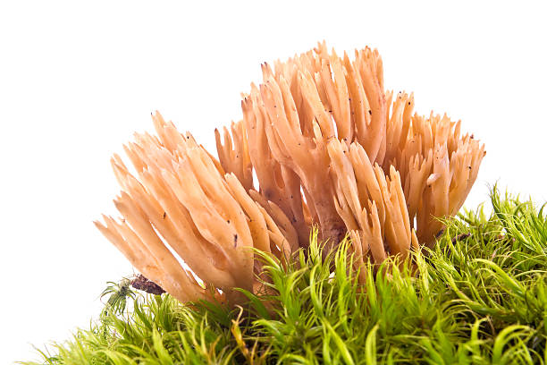 istock Mushroom strict-branch coral on a hummock 588987068