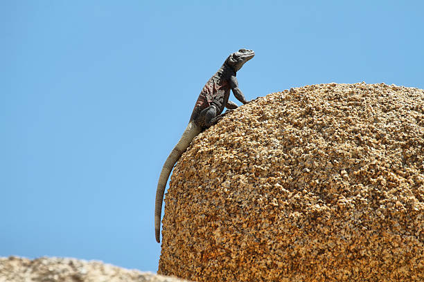 Chuckwalla lizard in a rock in Joshua Tree National Park Chuckwalla lizard in a rock in Joshua Tree National Park, California sauromalus ater stock pictures, royalty-free photos & images