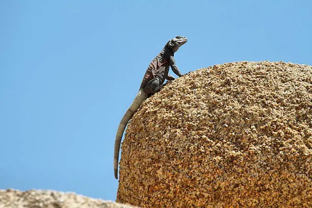 Chuckwalla lizard in a rock in Joshua Tree National Park, California