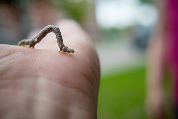 istock stick caterpilar on a hand 588990598