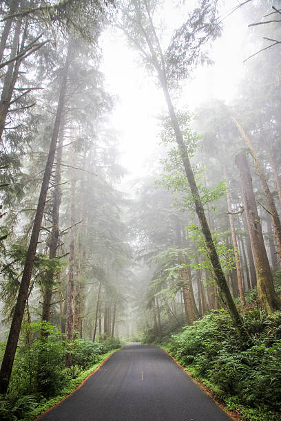 istock Road through Oregon Coastal Forest and Fog 588990670
