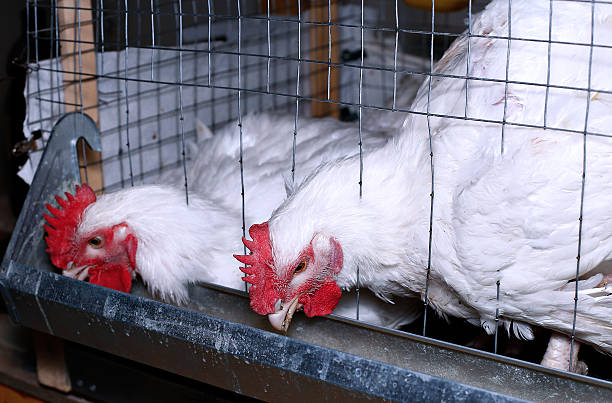 istock Broiler chickens eating combined feed in the cage 588990846