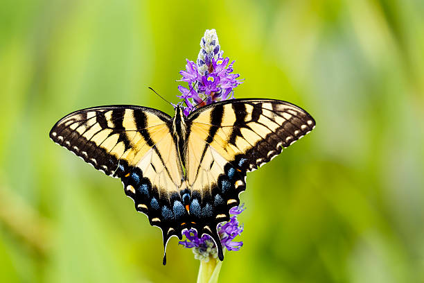 östliche tiger schwalbenschwanz schmetterling auf pickerelweed blume - schwalbenschwanzfalter stock-fotos und bilder