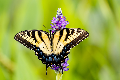 A yellow and black Eastern Tiger Swallowtail butterfly nectaring on pickerelweed.