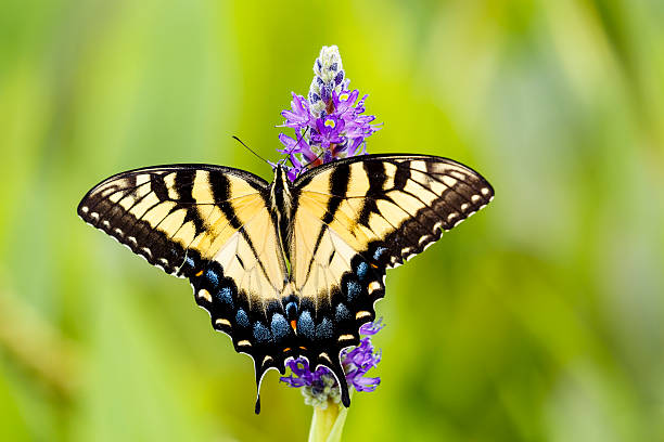 Eastern Tiger Swallowtail Butterfly on Pickerelweed Flower stock photo