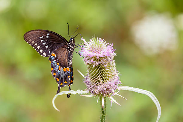 A beautiful dark Spicebush Swallowtail butterfly nectaring on a Common Teasel flower.