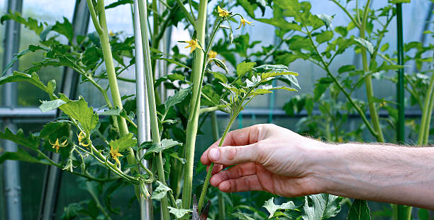 istock The side shoots on the tomato plants 588992336