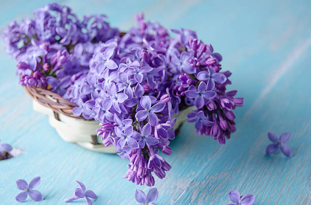 istock Flowering branch of lilac 588993686