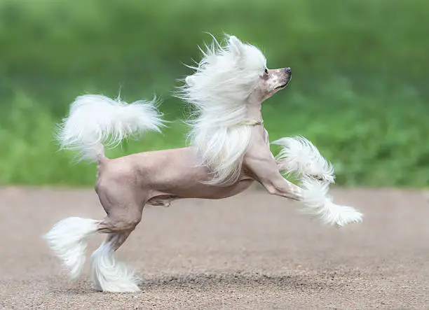Chinese Crested Dog Breed. Male dog. Toy dog, fine-boned, elegant and graceful.