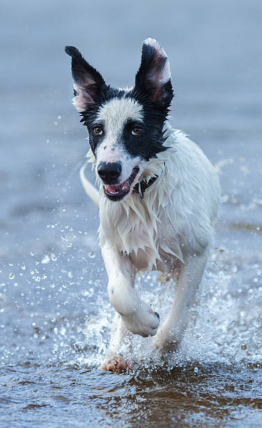 istock Close up puppy of mongrel running on water. 588995174