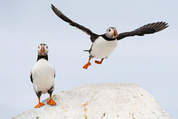 puffin atlântico em voo, fratercula artica, dois pássaros - artica - fotografias e filmes do acervo