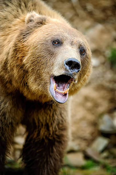 istock Brown bear portrait in forest 588995630