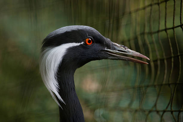 Demoiselle crane (Anthropoides virgo), also known as the blue crane. Wildlife bird.