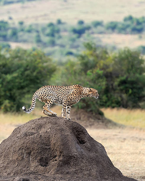 istock Cheetah on savannah in Africa 588996550