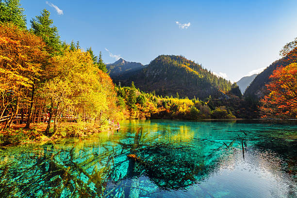 istock View of submerged tree trunks in the Five Flower Lake 588996608
