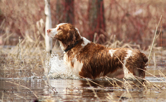 Welsh Springer Spaniel hunting ducks