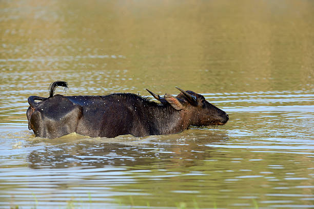 istock Water buffalo are bathing in a lake 588996932