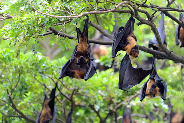 Flying fox Black flying-foxes (Pteropus alecto) hanging in a tree flying fox photos stock pictures, royalty-free photos & images