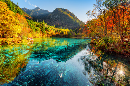 Fantastic view of the Five Flower Lake (Multicolored Lake) with azure water among fall woods in Jiuzhaigou nature reserve (Jiuzhai Valley National Park), China. Submerged tree trunks at the bottom.