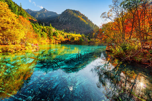 Fantastic view of the Five Flower Lake with azure water Fantastic view of the Five Flower Lake (Multicolored Lake) with azure water among fall woods in Jiuzhaigou nature reserve (Jiuzhai Valley National Park), China. Submerged tree trunks at the bottom. sichuan province stock pictures, royalty-free photos & images
