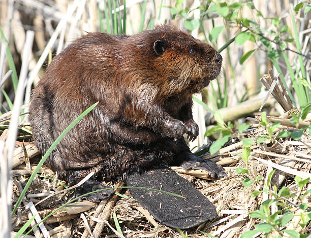 canadiano de castor - north american beaver fotos imagens e fotografias de stock