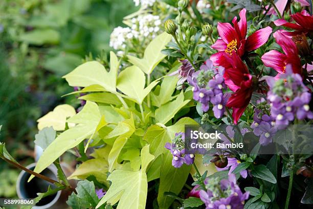 Al Jardín Foto de stock y más banco de imágenes de Aire libre - Aire libre, Amarillo - Color, Anual - Característica de planta