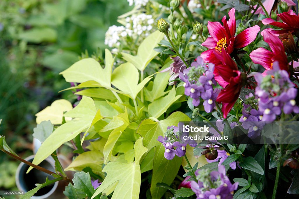 Sur le jardin  - Photo de Beauté de la nature libre de droits