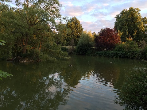 Village duckpond at sunset, Cambridge, U.K. August 14 2016
