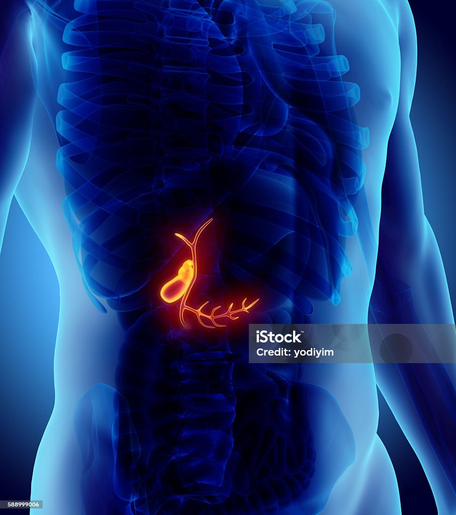 3D illustration of male Gallbladder. 3D illustration of male Gallbladder, x-ray medical concept. Gall Bladder Stock Photo