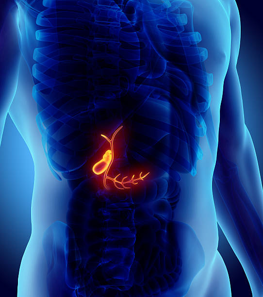 14 700 Gallbladder Stock Photos Pictures Royalty Free Images IStock 14-700-gallbladder-stock-photos-pictures-royalty-free-images-istock
