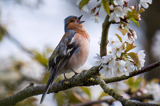 зяблик петь - chaffinch стоковые фото и изображения