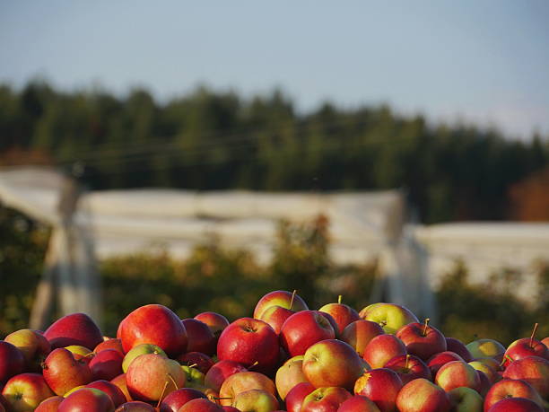 istock sweet fresh apples in sunlight 589086750