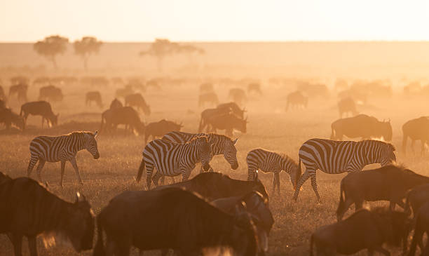 The Great Migration stock photo