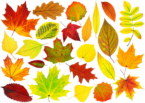 Collection of isolated autumn leaves. Colorful leaves of various trees isolated on white background